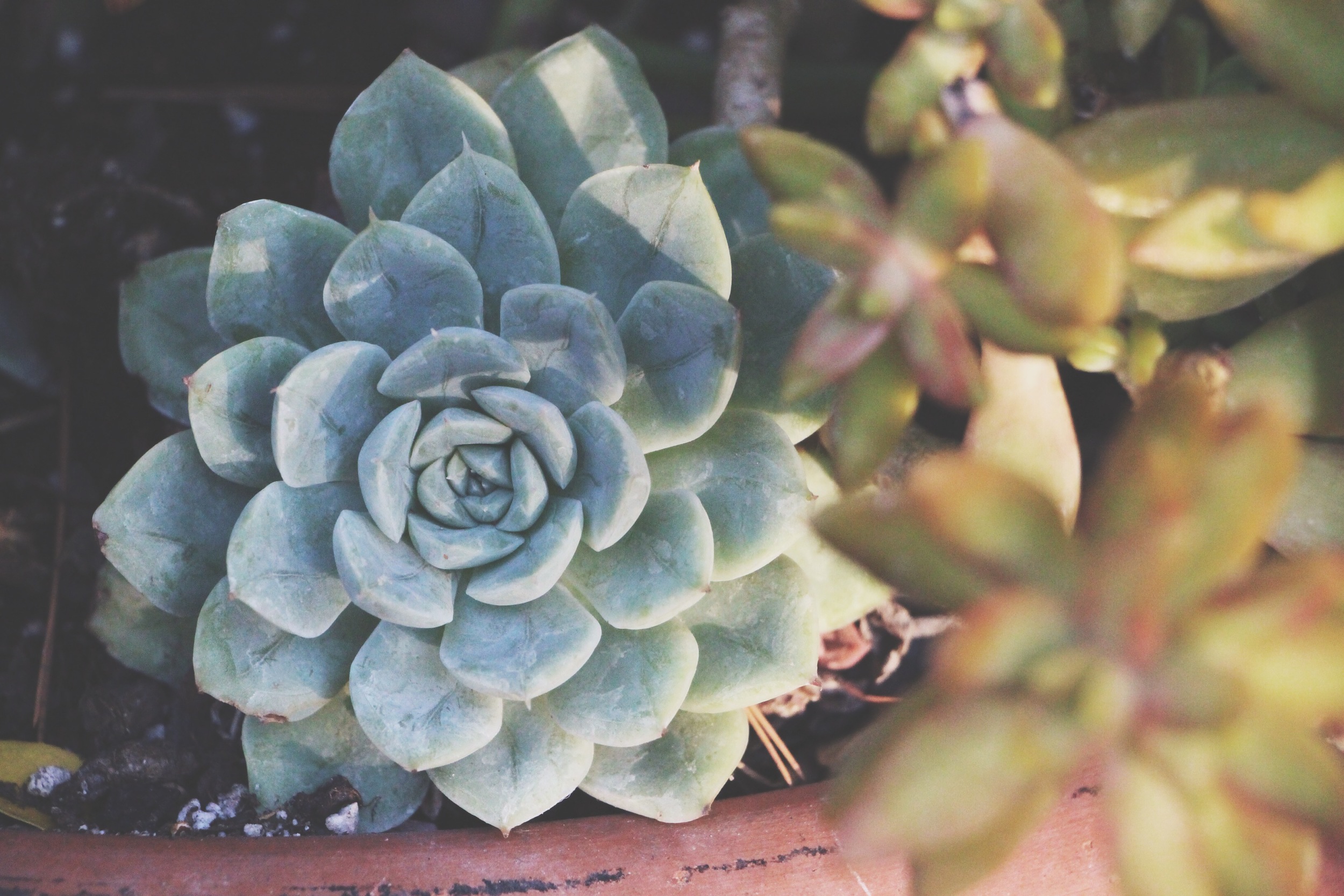 Succulent Sighting: Disneyland :: The succulents of Rancho del Zocalo restaurant in Frontierland at Disneyland Resort in California.&nbsp;&nbsp;